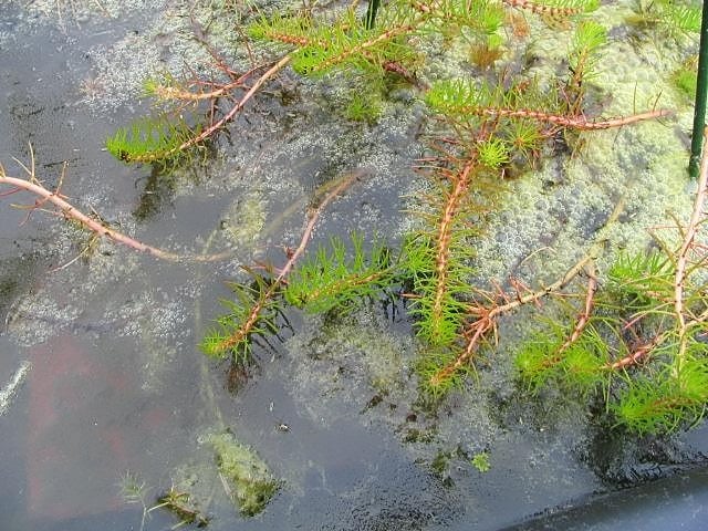 Aquaticum Debrecen